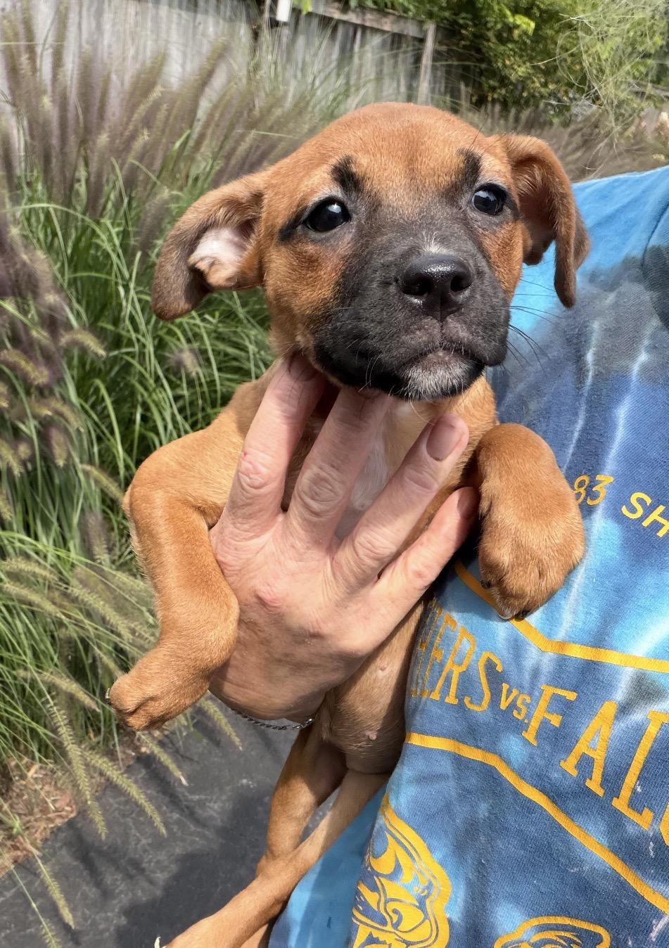 Enlarge Robbi, a Adoptable mixed breed in Arlington Heights, IL image 2/5