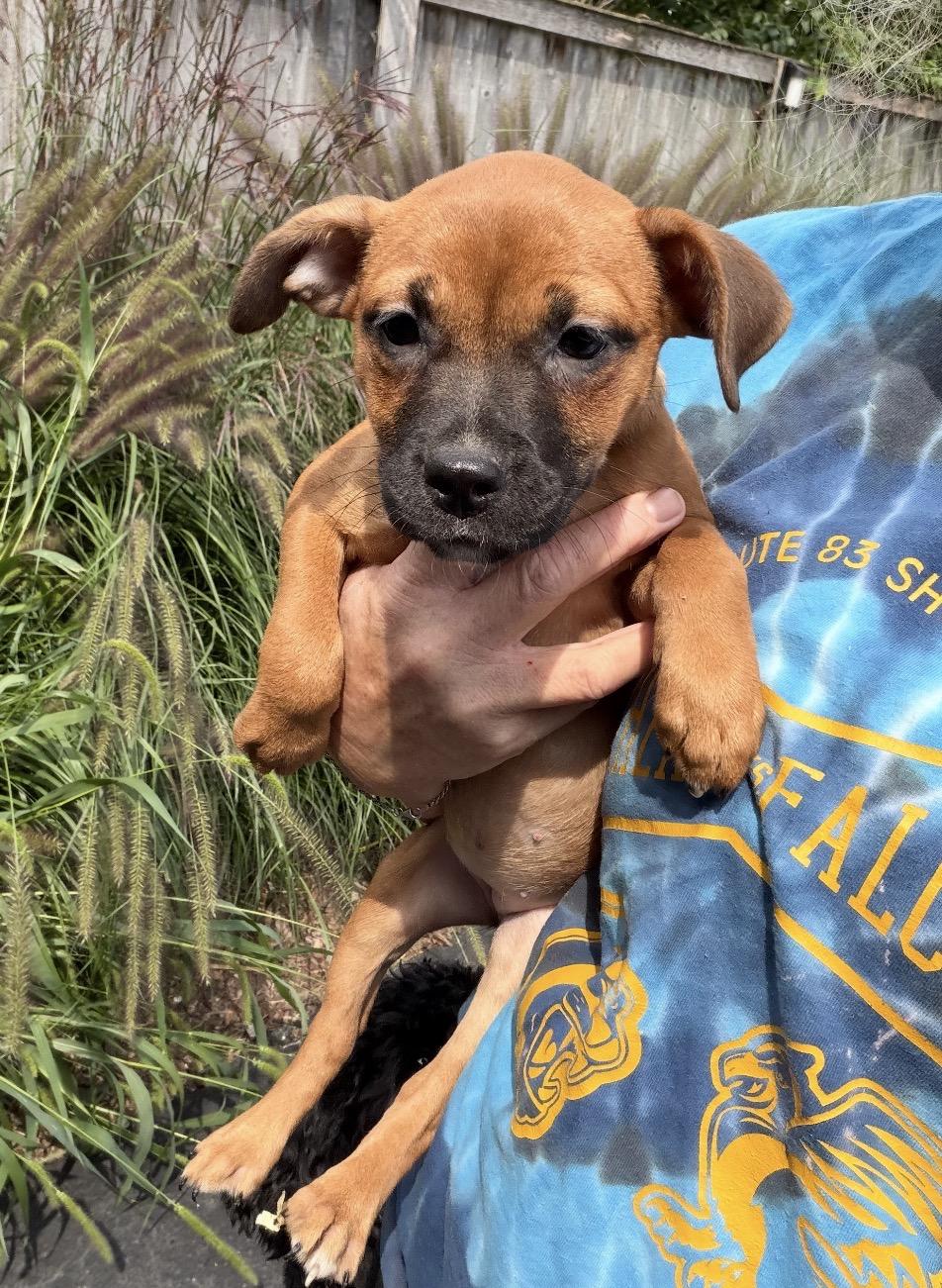 Enlarge Robbi, a Adoptable mixed breed in Arlington Heights, IL image 3/5