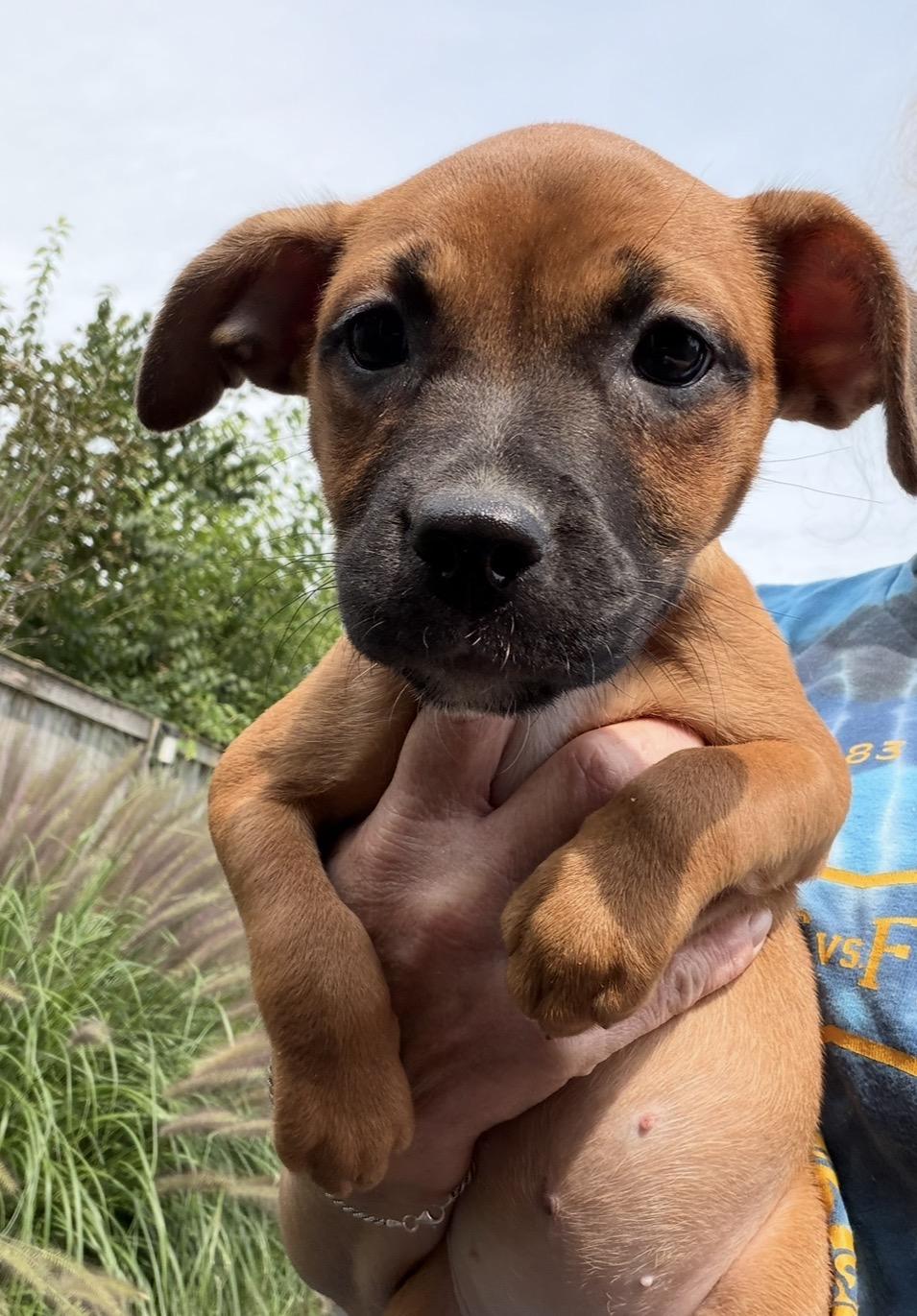 Enlarge Robbi, a Adoptable mixed breed in Arlington Heights, IL image 5/5