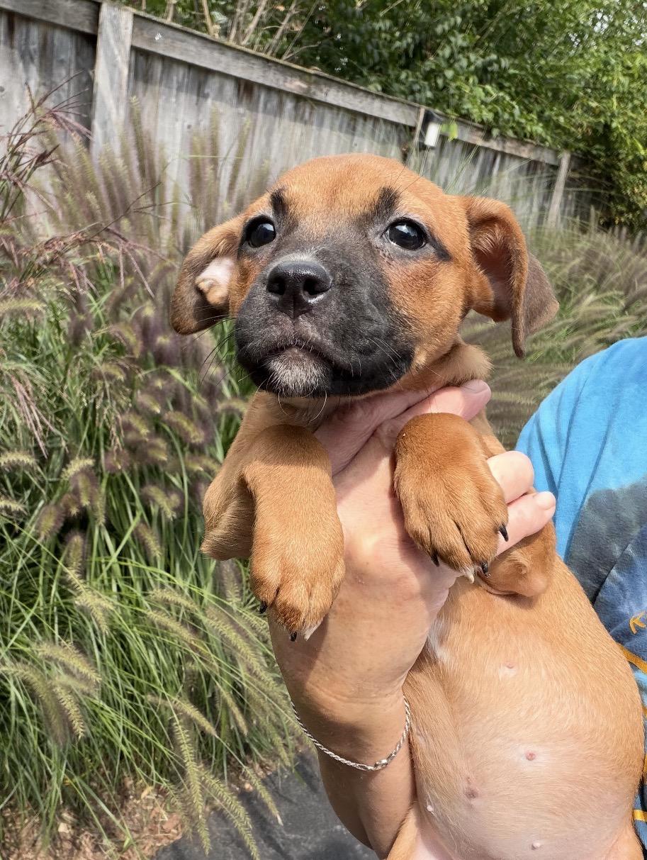 Robbi, Adoptable, Puppy Female German Shepherd Dog & Boxer.