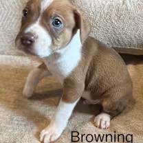 Browning
