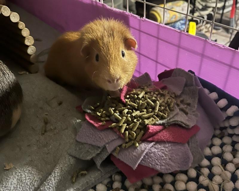 Enlarge Brownie, a ADOPTABLE Short-Haired in Sauk Village, IL image 2/4