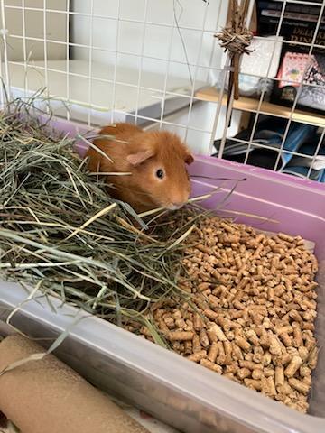 Enlarge Brownie, a ADOPTABLE Short-Haired in Sauk Village, IL image 3/4