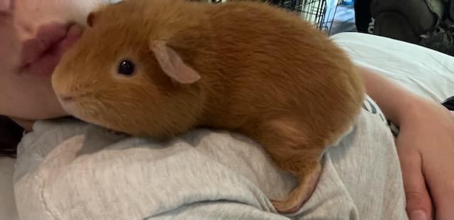 Enlarge Brownie, a ADOPTABLE Short-Haired in Sauk Village, IL image 4/4