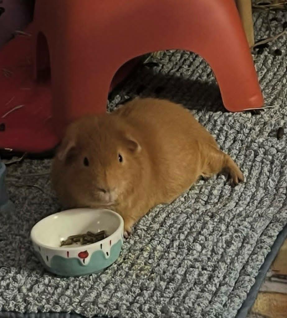 Enlarge Brownie, a ADOPTABLE Short-Haired in Sauk Village, IL image 1/4