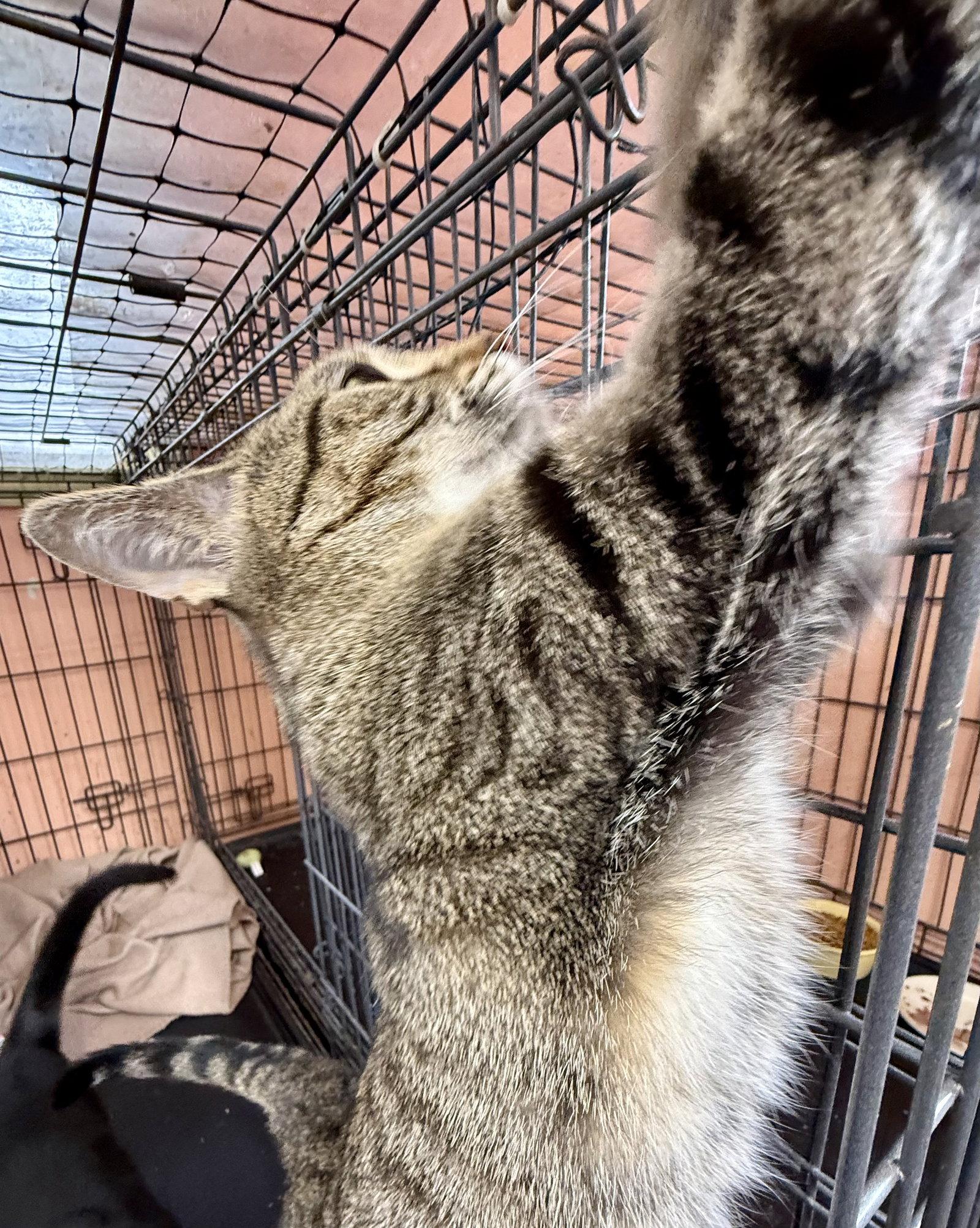 Tinkerbell, Adoptable, Young Female Tabby.