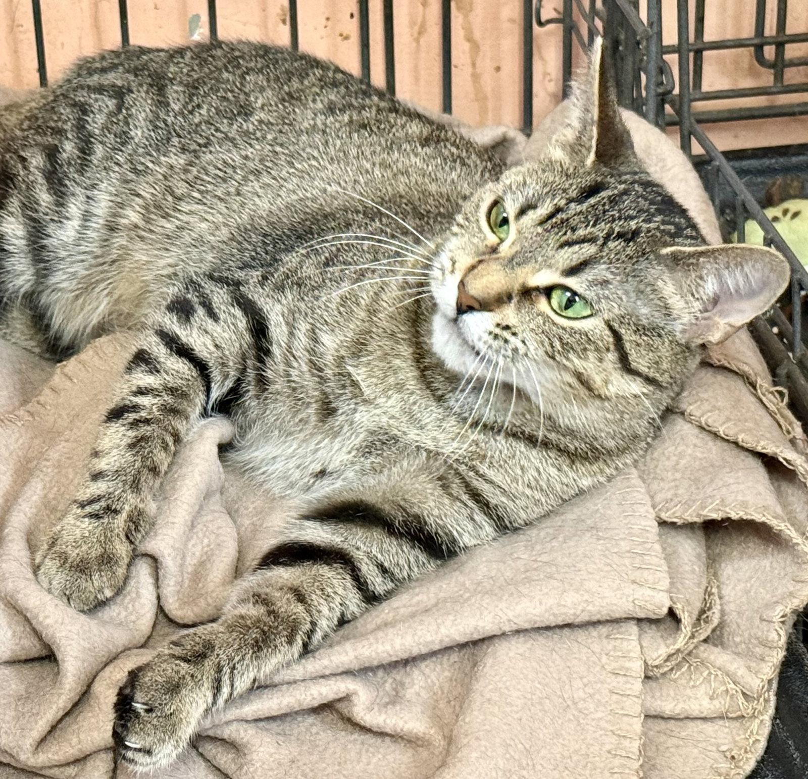 Enlarge Tinkerbell, a Adoptable Tabby in Maywood, IL image 2/3