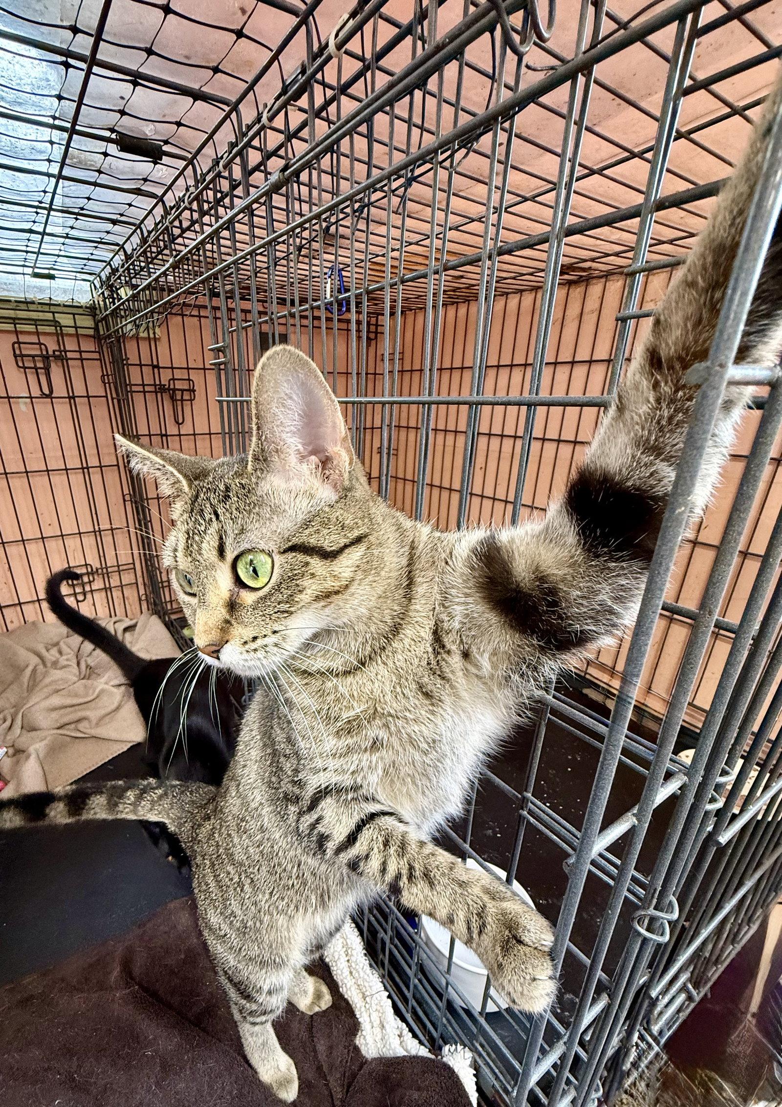 Enlarge Tinkerbell, a Adoptable Tabby in Maywood, IL image 3/3