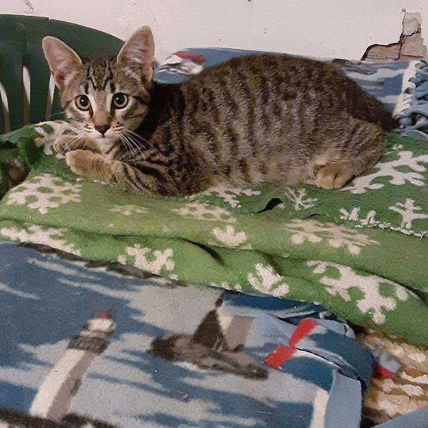 Gray Boy, a Adoptable Tabby in Yakima, WA image 2/2