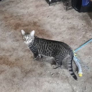 Gray Boy, a Adoptable Tabby in Yakima, WA image 1/2