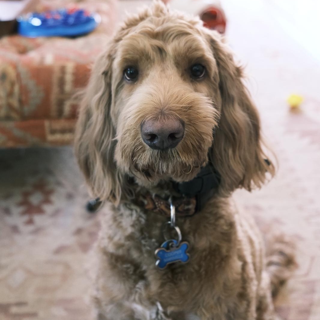 Enlarge Cooper, an adopted Labradoodle in Redwood City , CA image 2/6