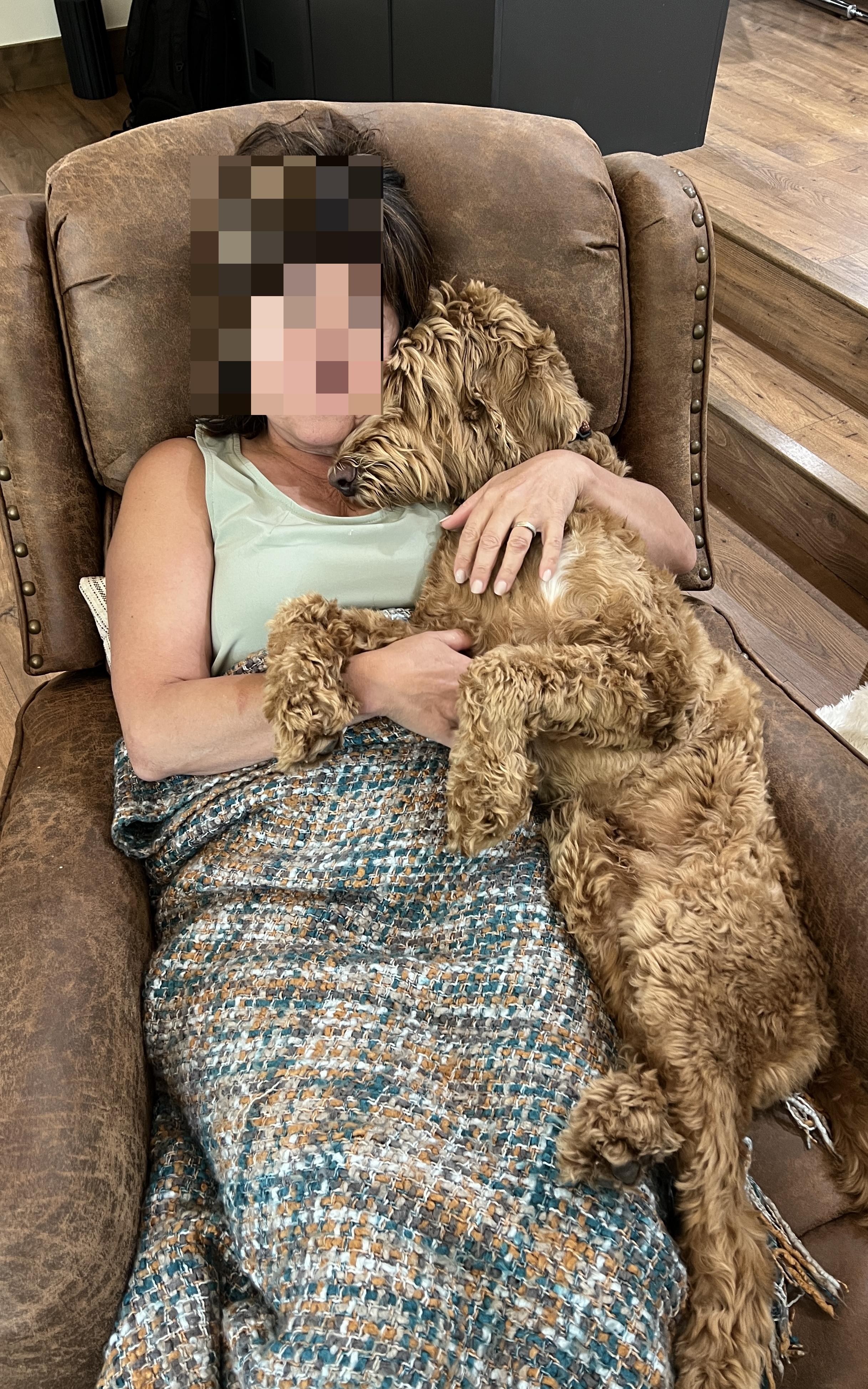 Cooper, an adoptable Labradoodle in Redwood City , CA, 94063 | Photo Image 3