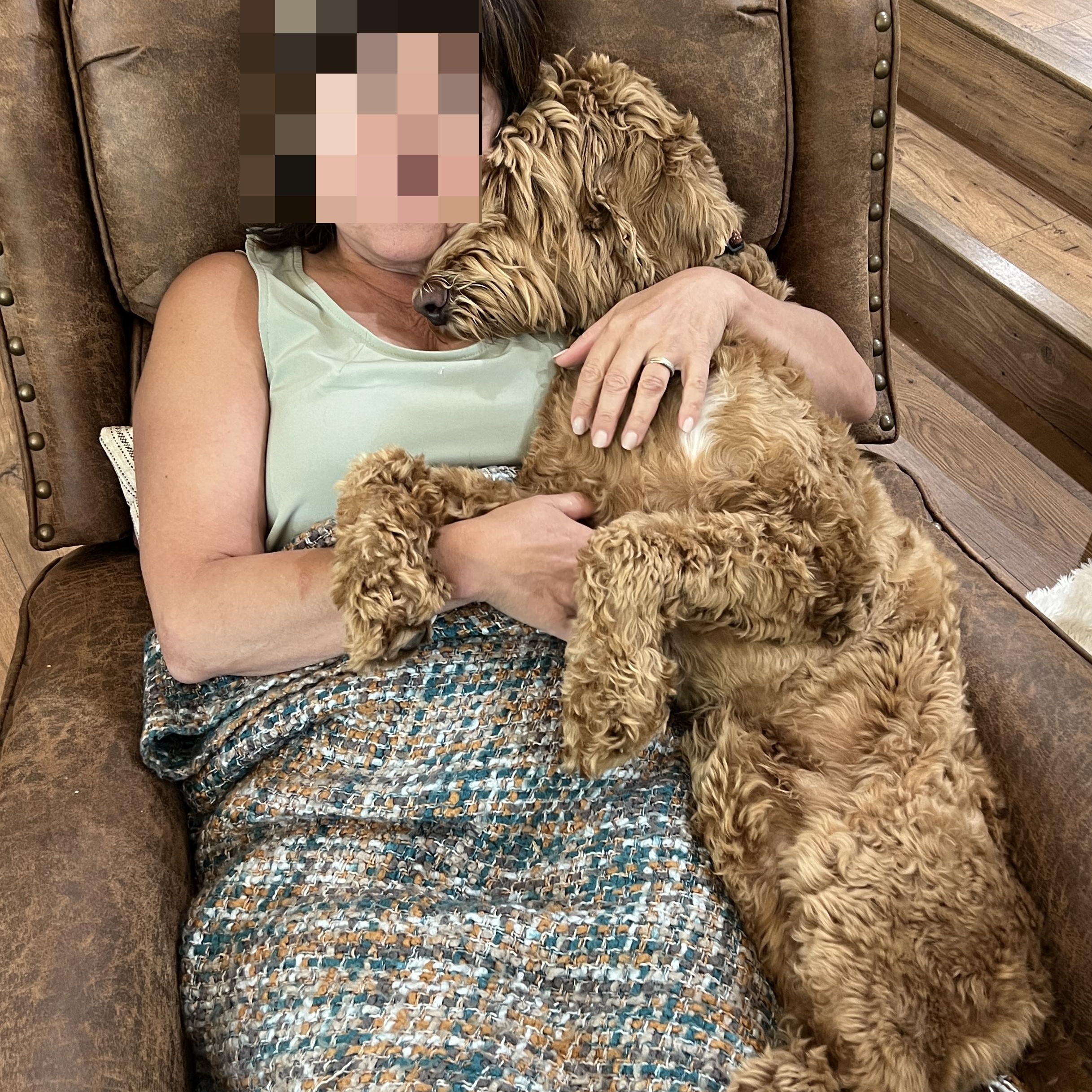 Enlarge Cooper, an adopted Labradoodle in Redwood City , CA image 4/6