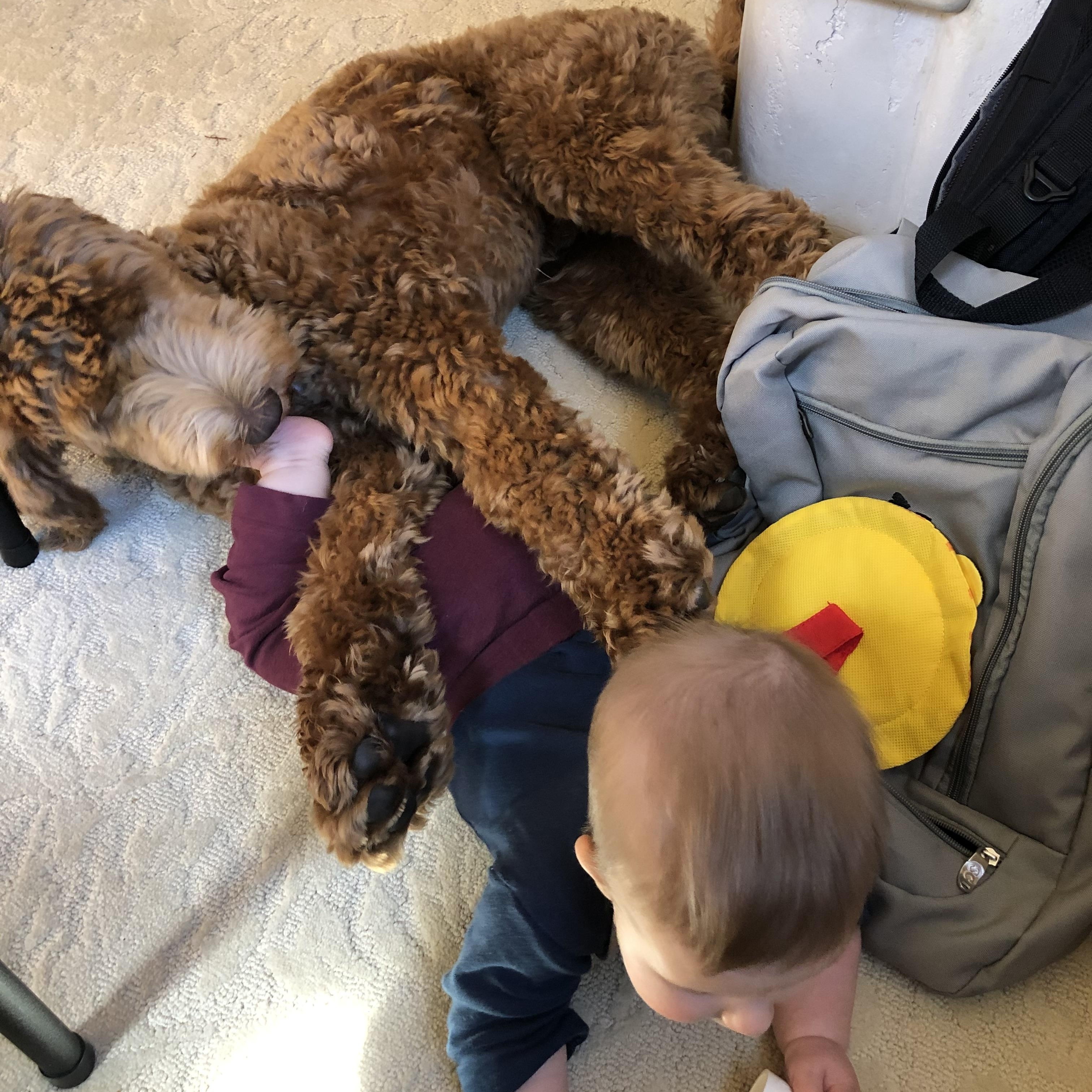 Enlarge Cooper, an adopted Labradoodle in Redwood City , CA image 3/6