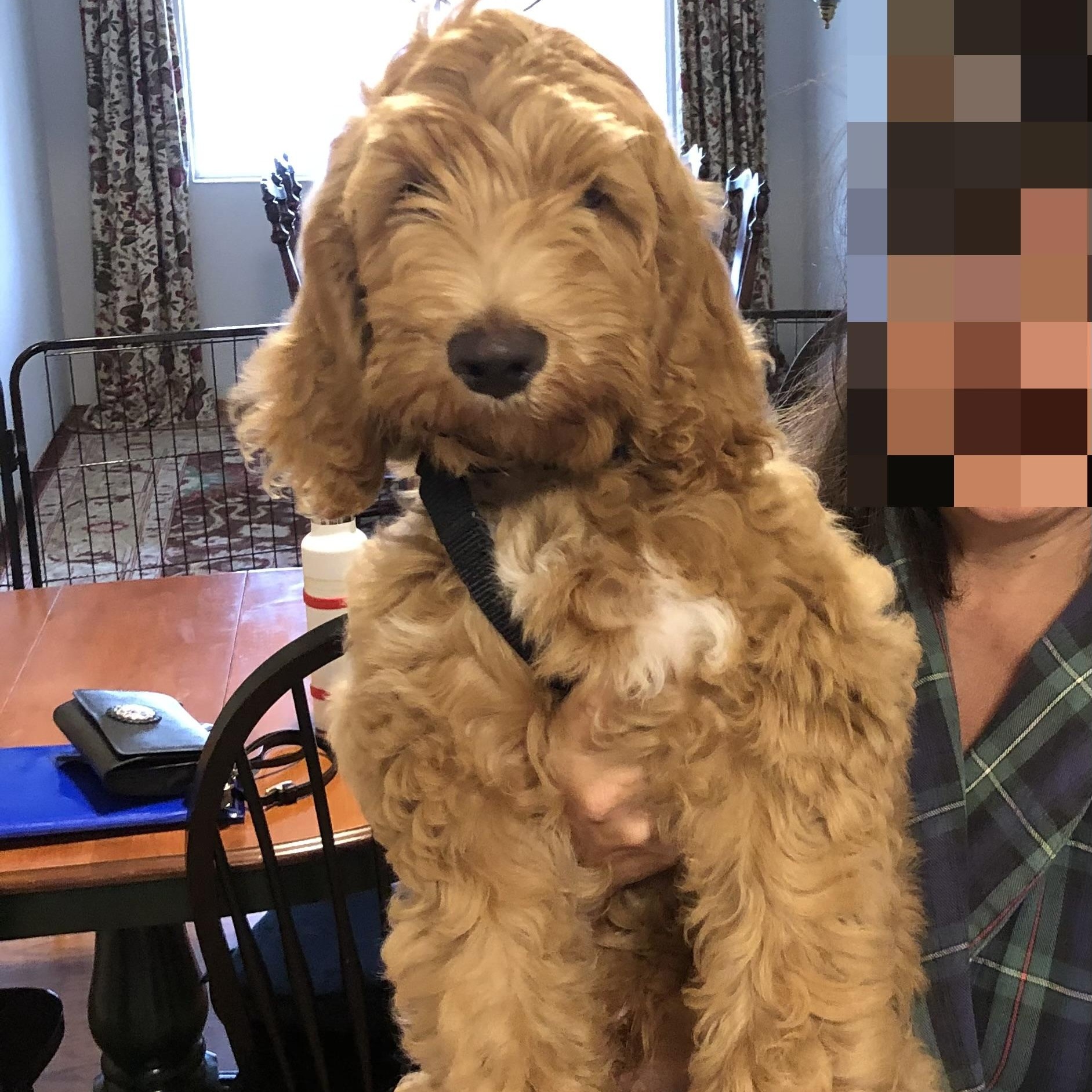 Cooper, an adoptable Labradoodle in Redwood City , CA, 94063 | Photo Image 1