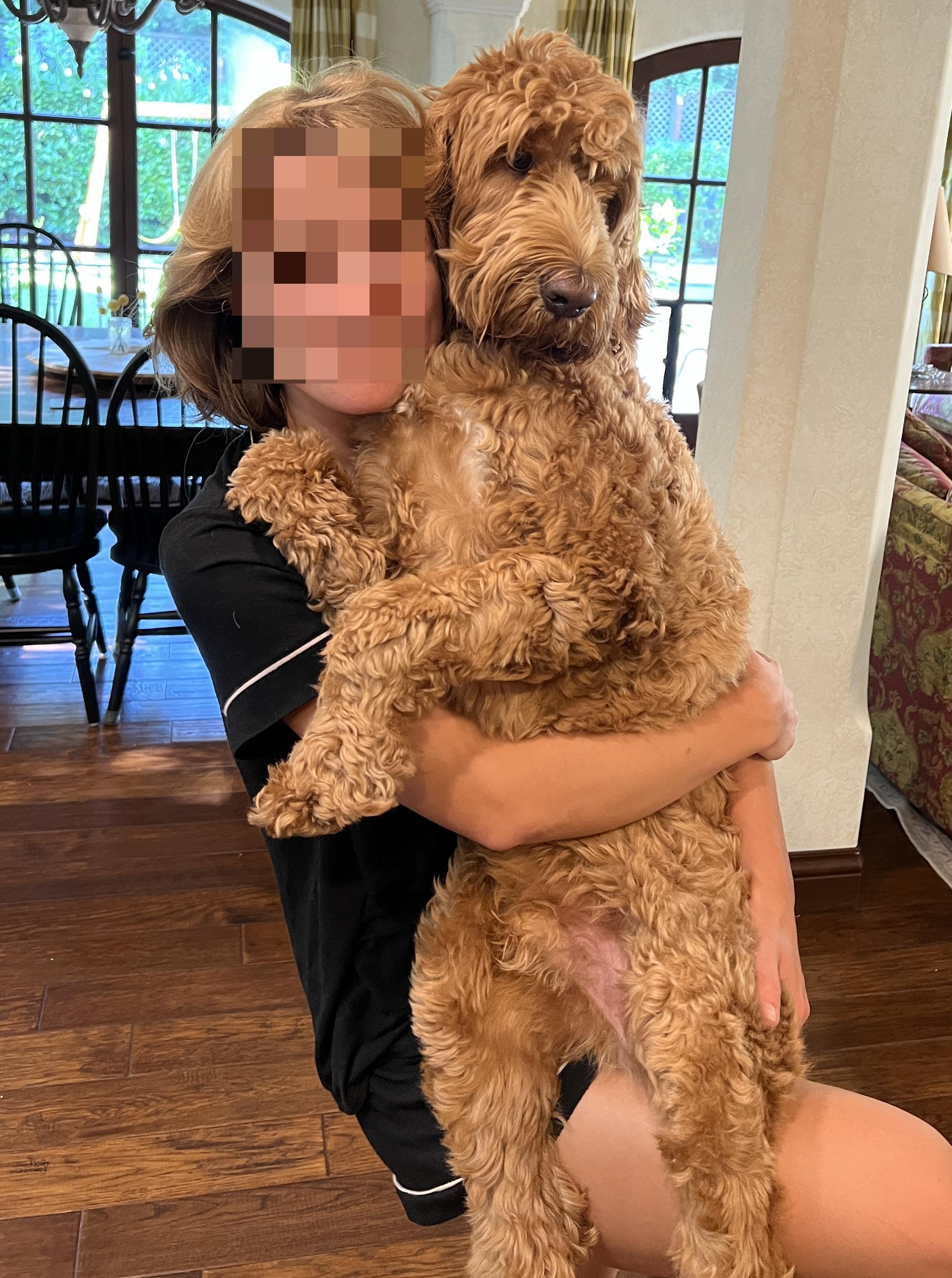 Cooper, an adoptable Labradoodle in Redwood City , CA, 94063 | Photo Image 4