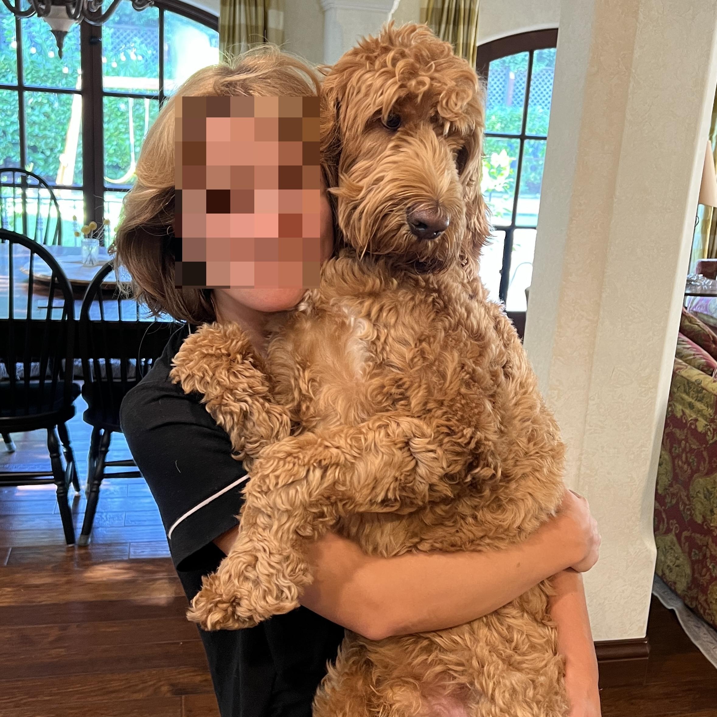 Enlarge Cooper, an adopted Labradoodle in Redwood City , CA image 6/6