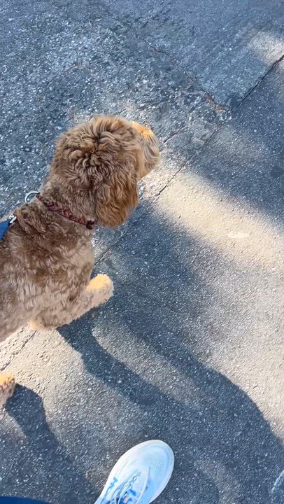 Enlarge Cooper, an adopted Labradoodle in Redwood City , CA video 5/6