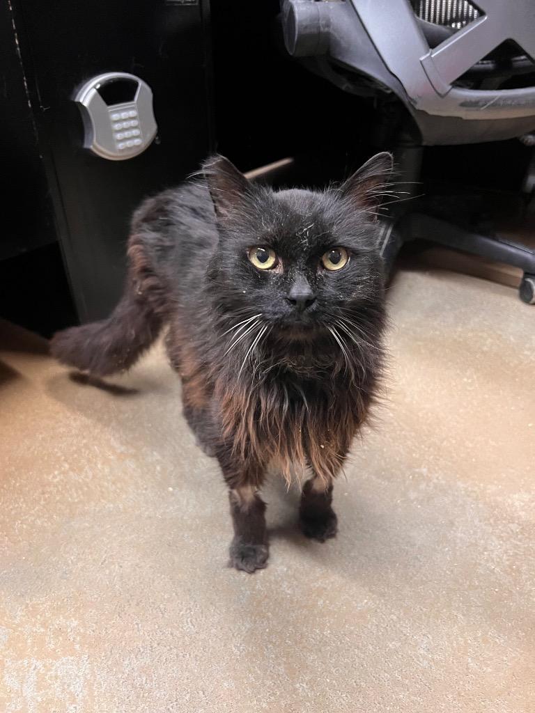 Mimi, adopted, Senior Female Domestic Long Hair.