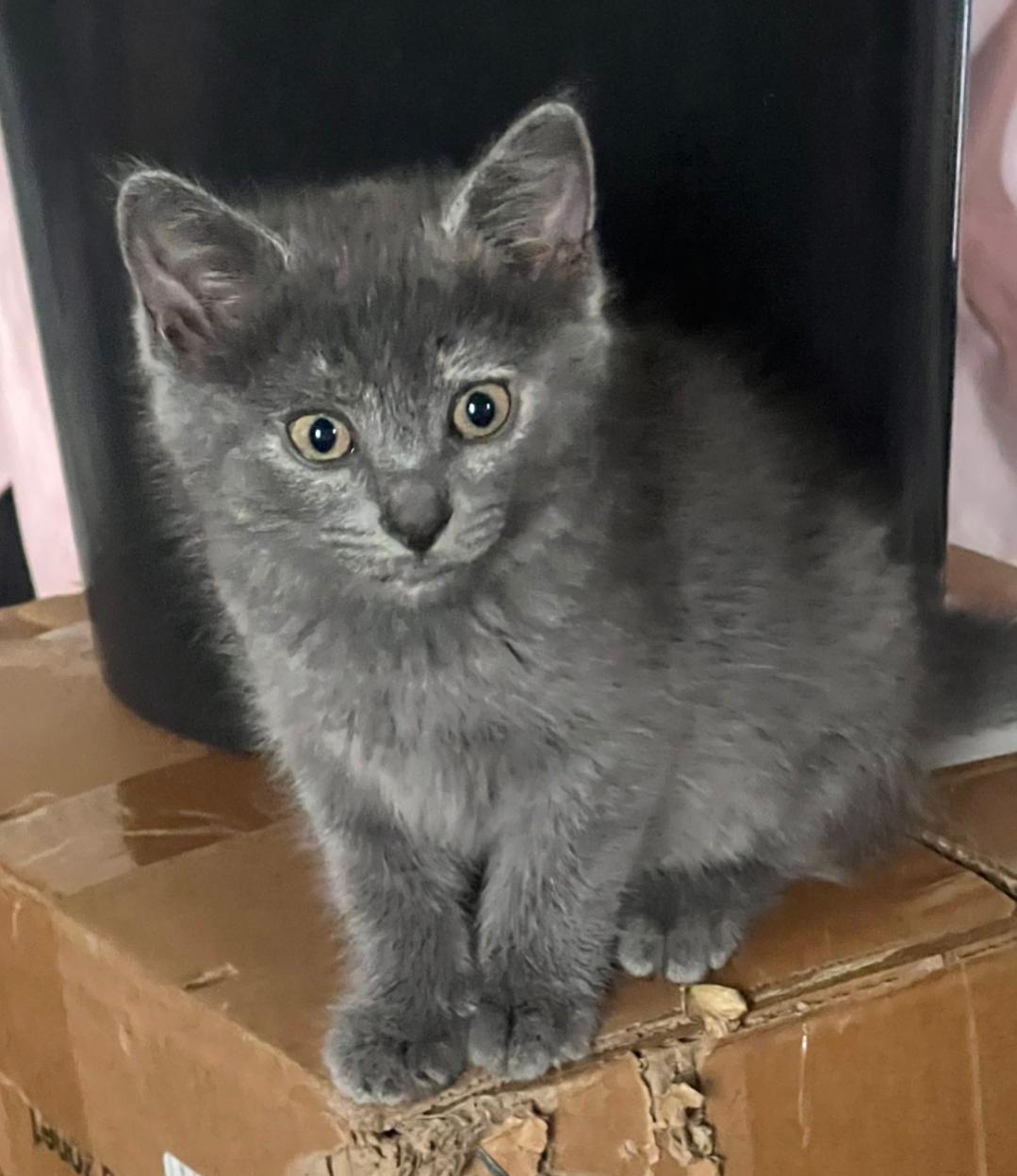 Lila, Adoptable, Kitten Female Domestic Short Hair.