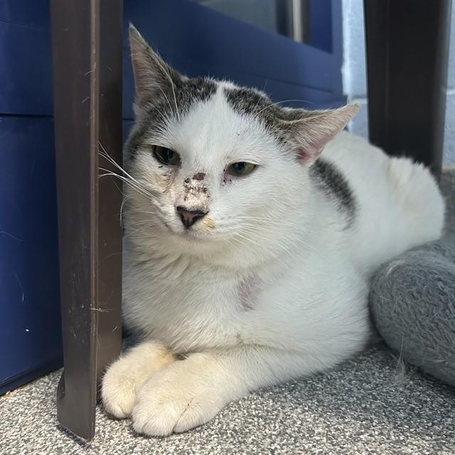 MAYONNAISE, Adoptable, Young Male Domestic Short Hair.