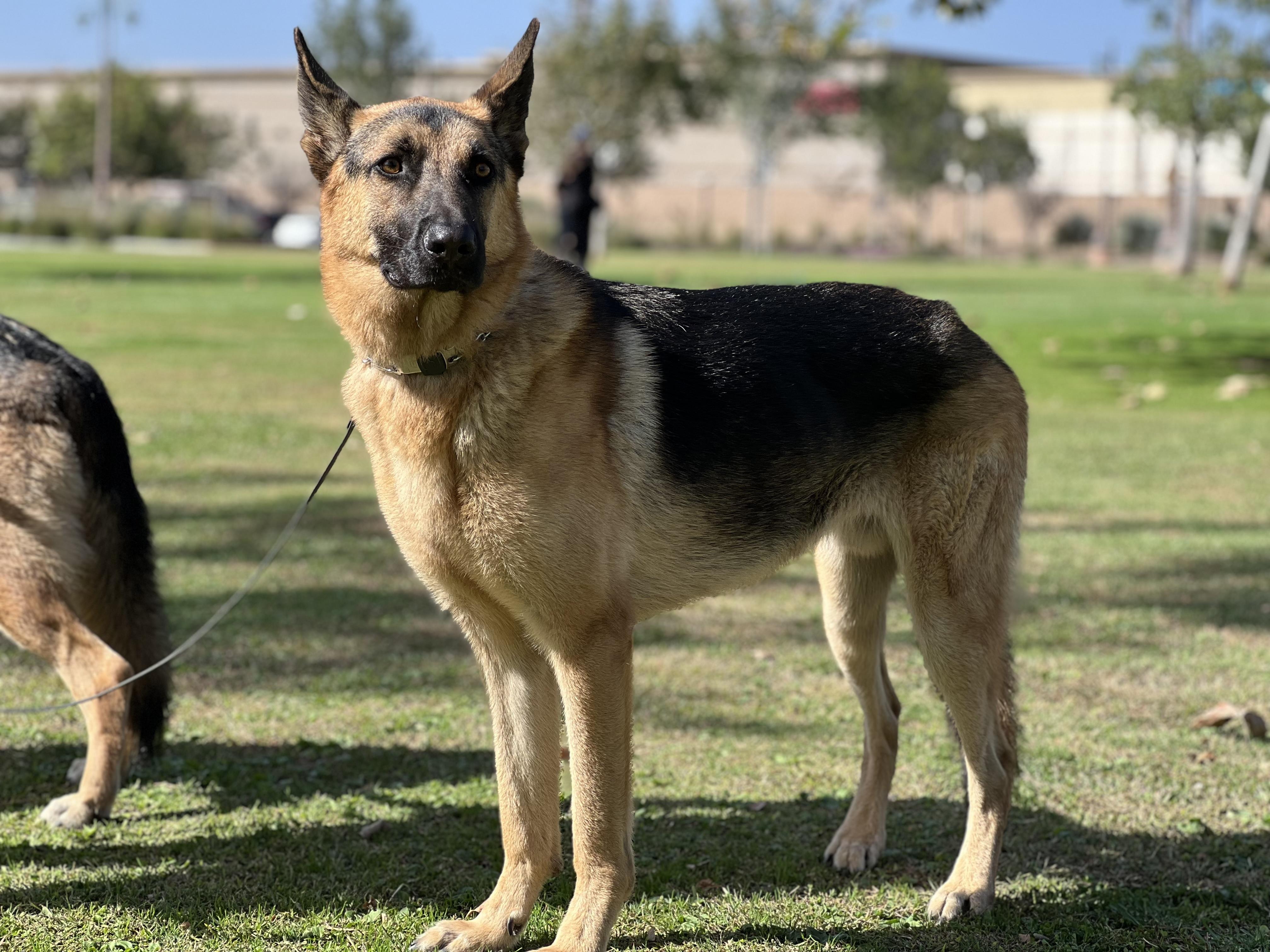 Bruno, Adoptable, Adult Male German Shepherd Dog.