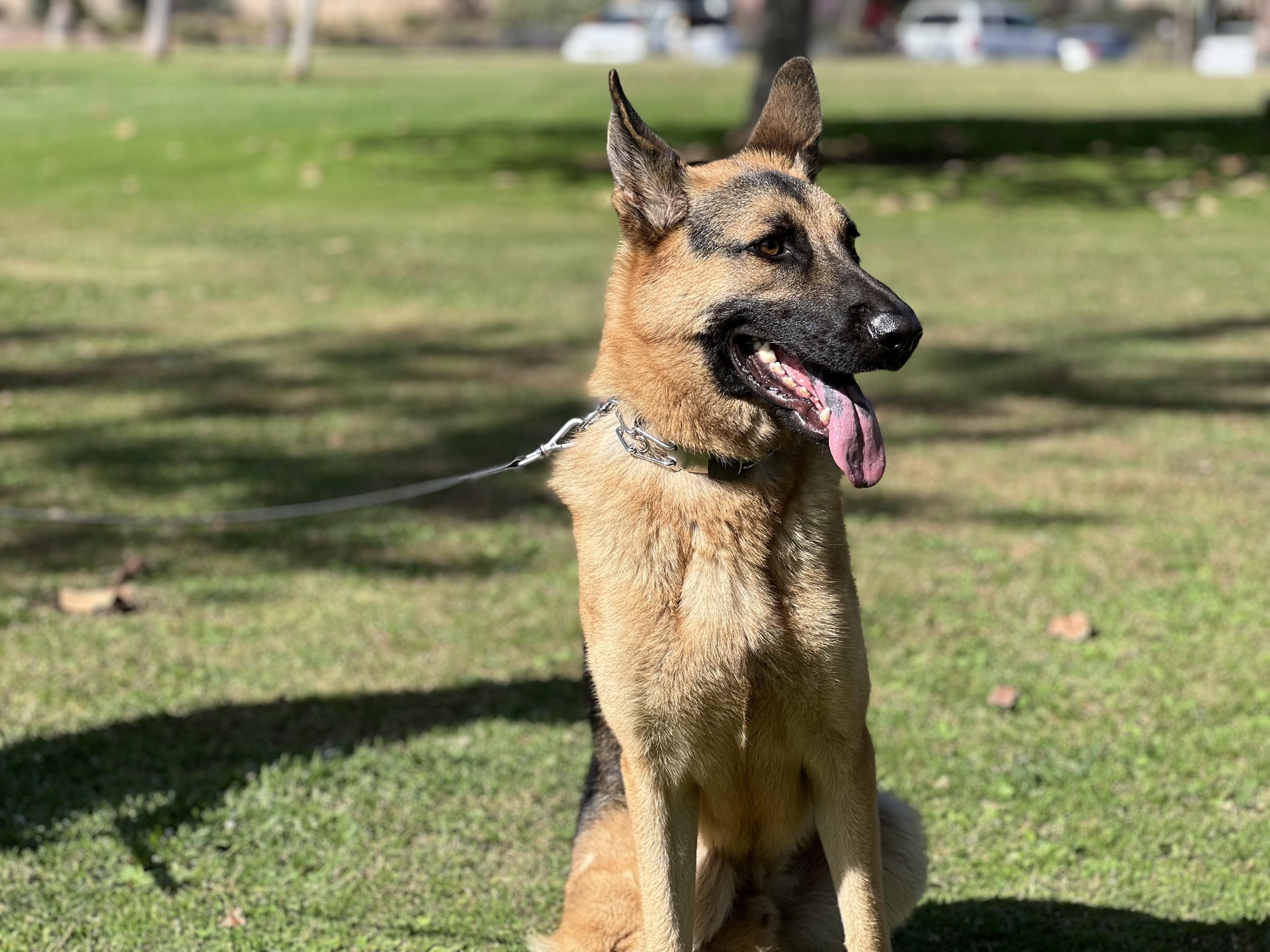 Enlarge Bruno, a Adoptable German Shepherd Dog in San Diego, CA image 3/3