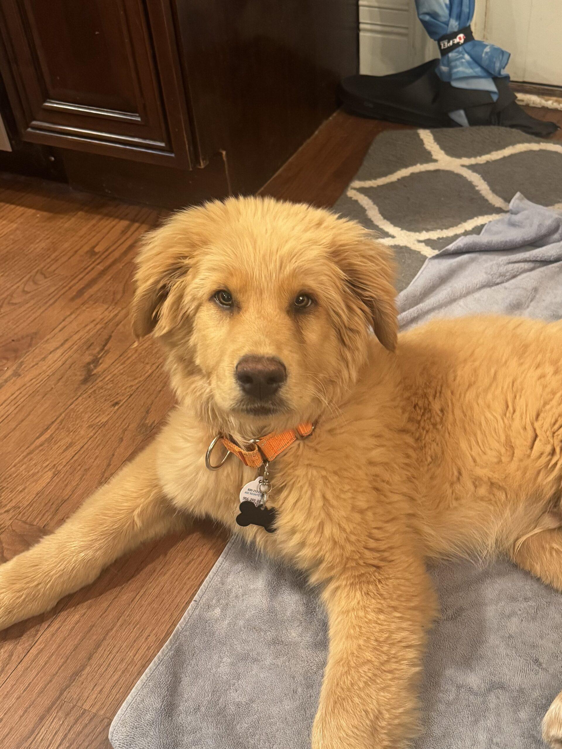 Yukon, Adoptable, Puppy Male Great Pyrenees & Golden Retriever.