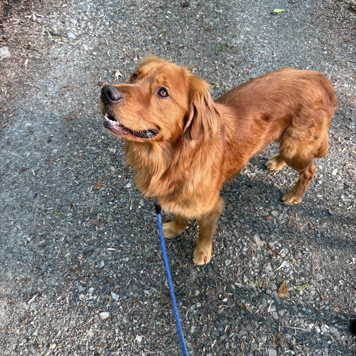 Enlarge Golden boy, a ADOPTABLE mixed breed in Crofton, MD image 3/4