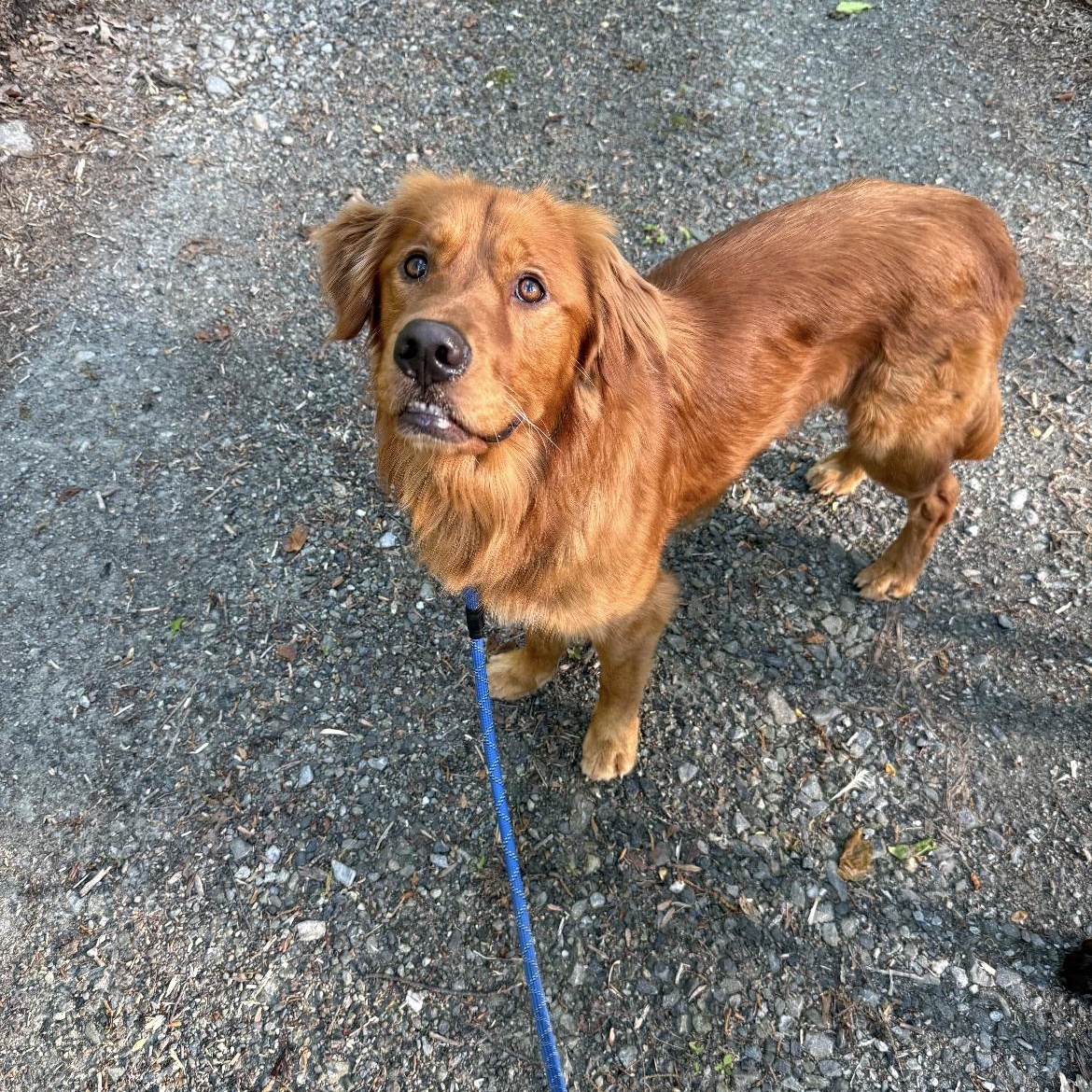 Enlarge Golden boy, a ADOPTABLE mixed breed in Crofton, MD image 2/4