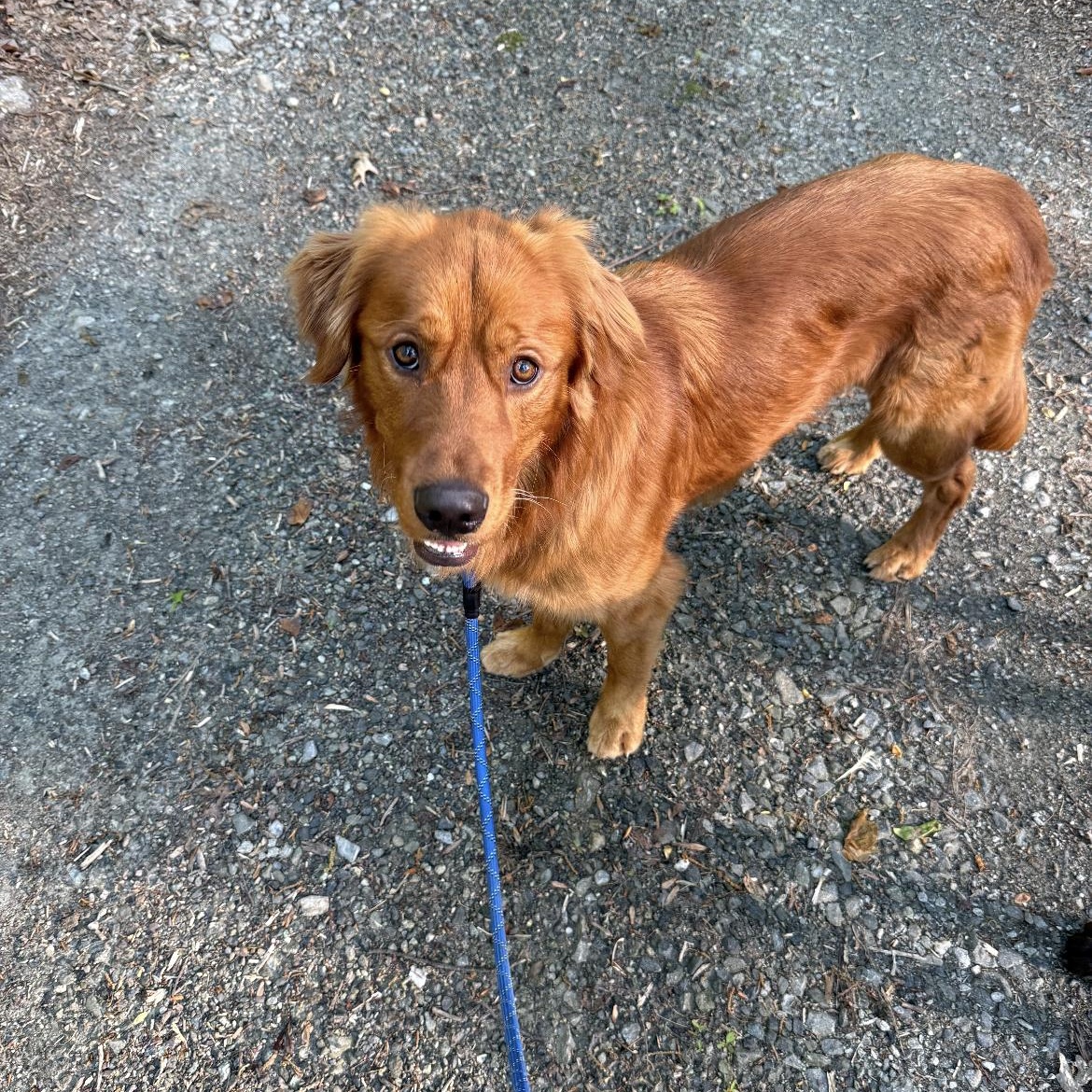 Golden boy, ADOPTABLE, Young Male Curly-Coated Retriever.