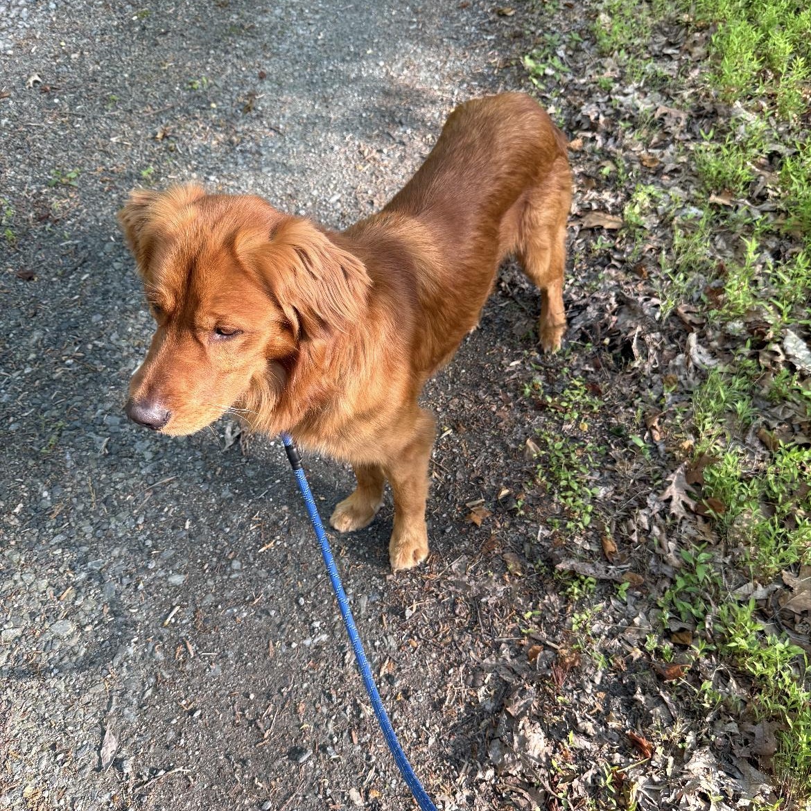 Enlarge Golden boy, a ADOPTABLE mixed breed in Crofton, MD image 4/4
