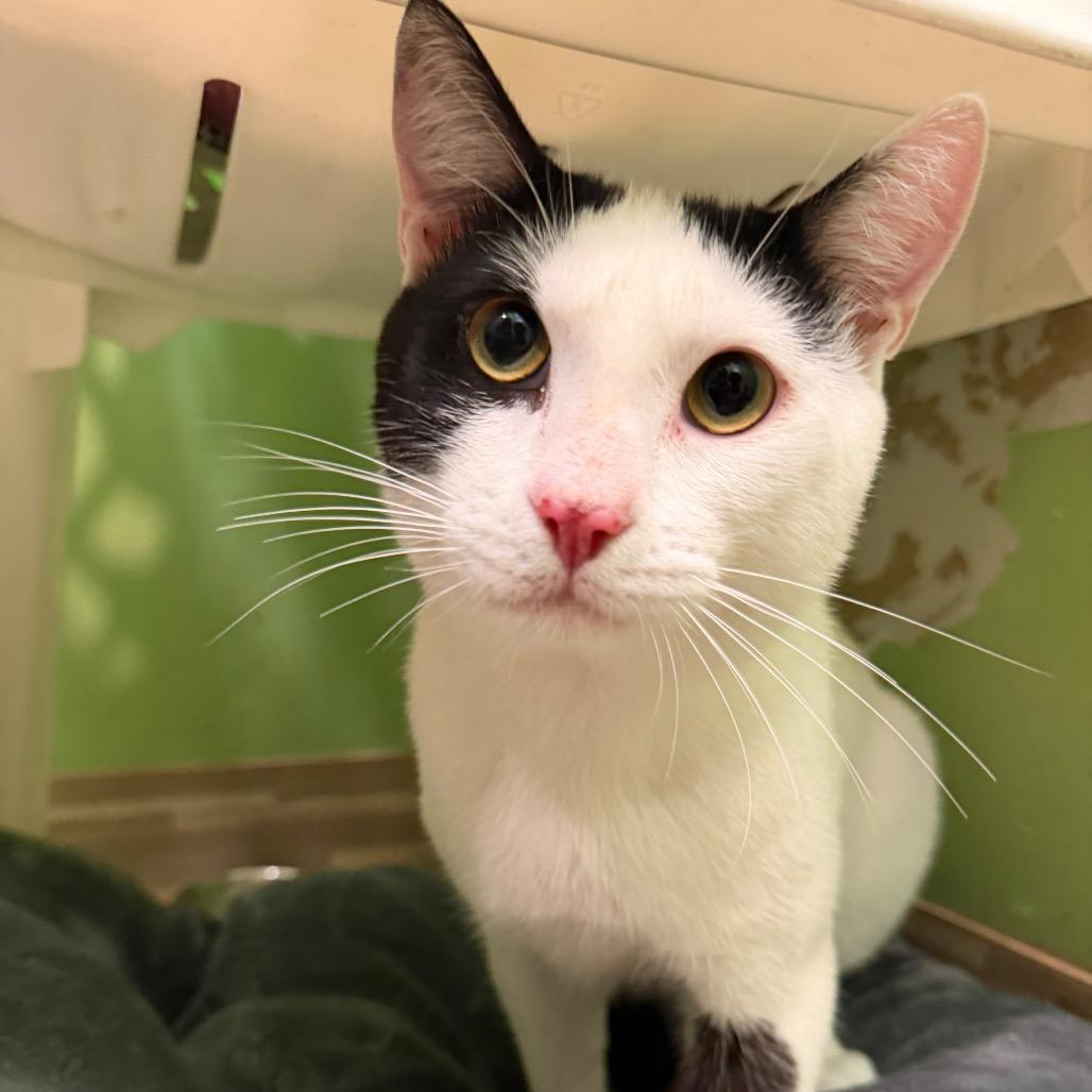 Choco, Adoptable, Adult Male Domestic Short Hair.