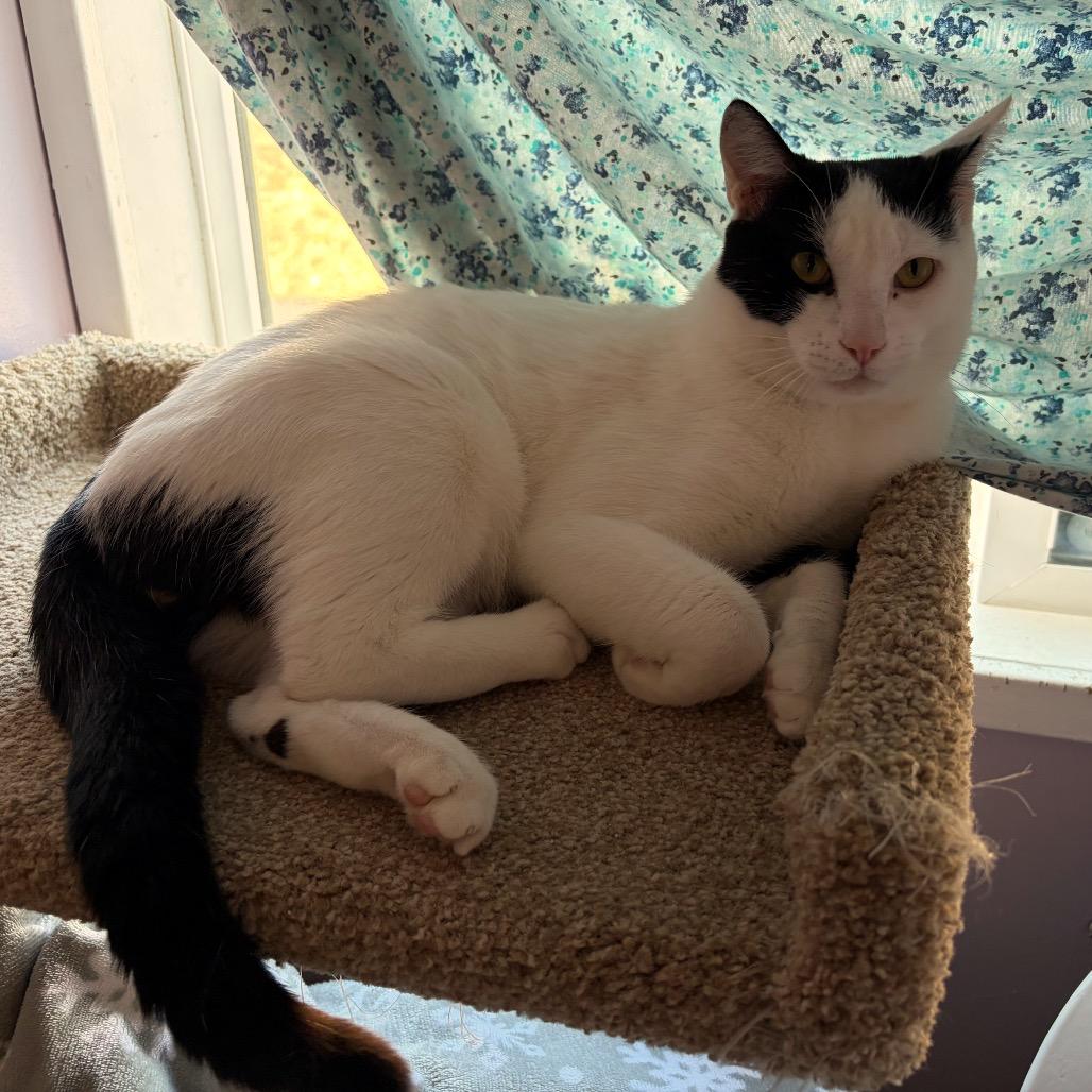 Enlarge Choco, a Adoptable Domestic Short Hair in San Pablo, CA image 2/4