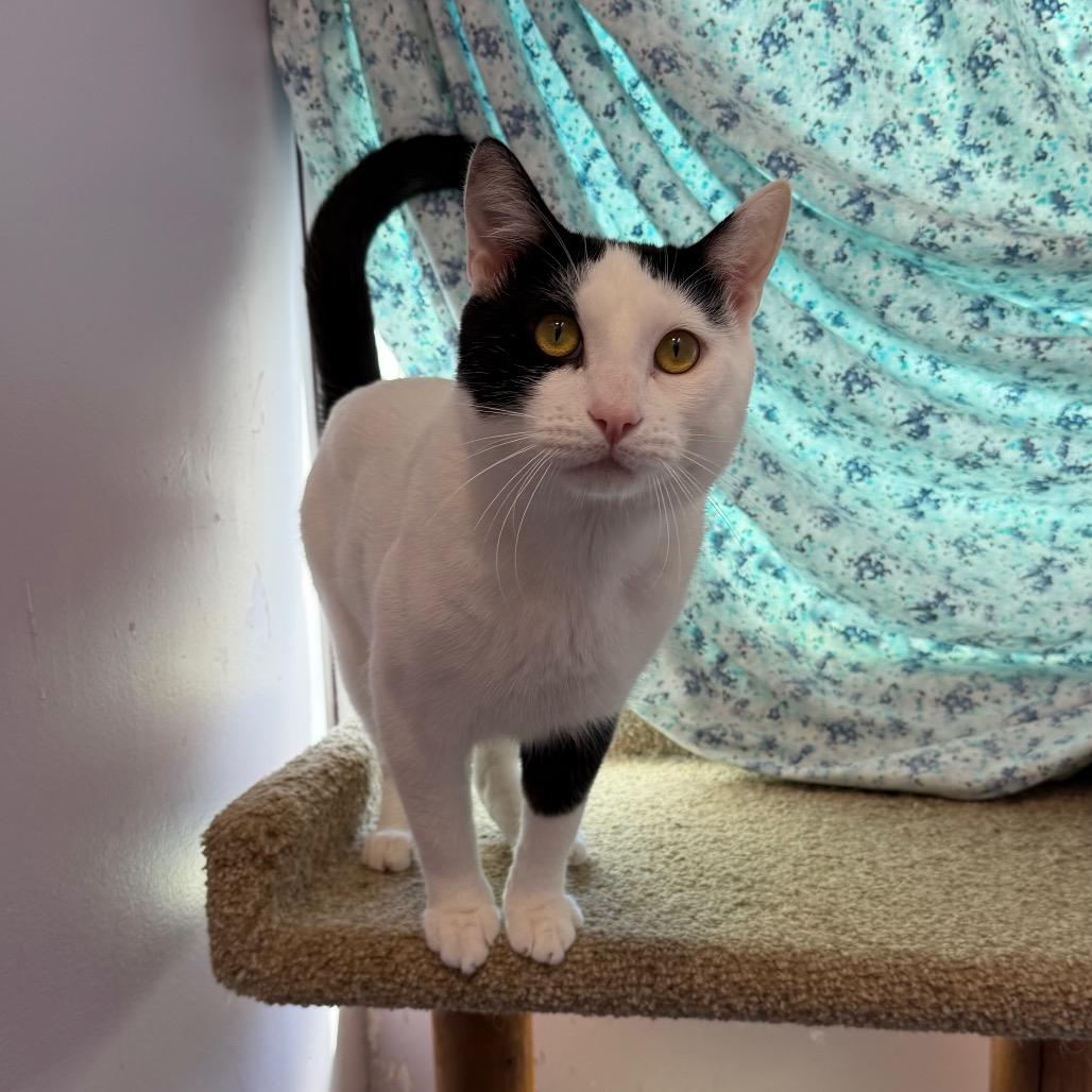 Enlarge Choco, a Adoptable Domestic Short Hair in San Pablo, CA image 3/4
