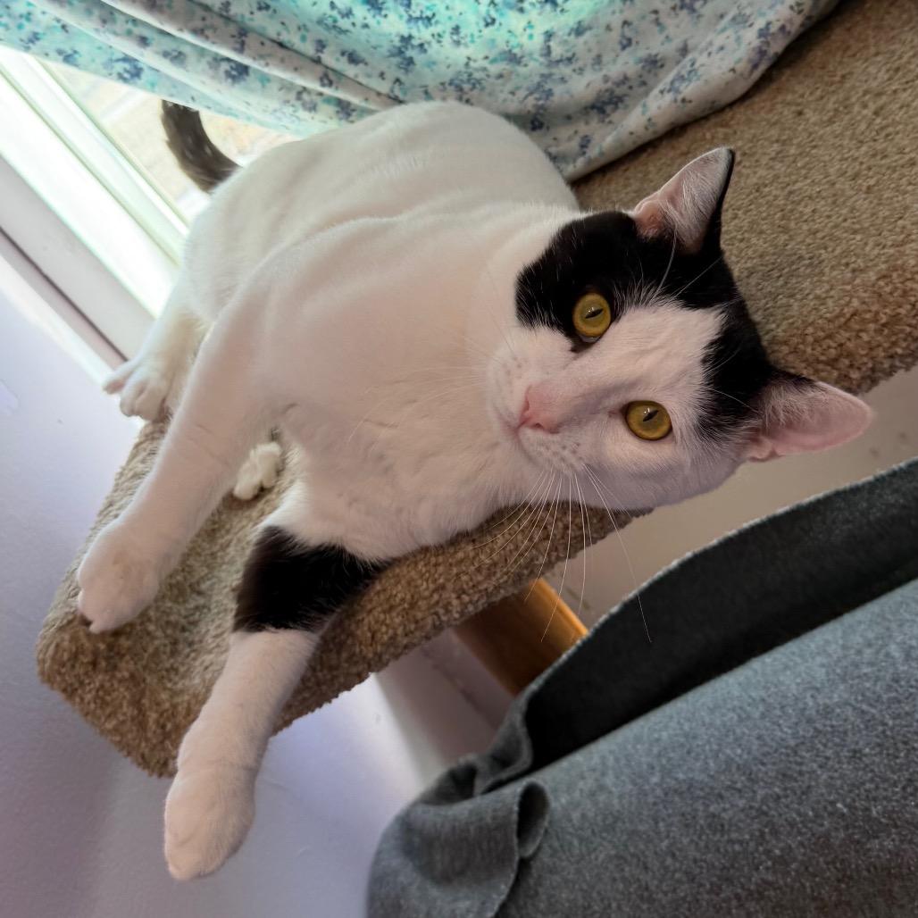 Enlarge Choco, a Adoptable Domestic Short Hair in San Pablo, CA image 4/4