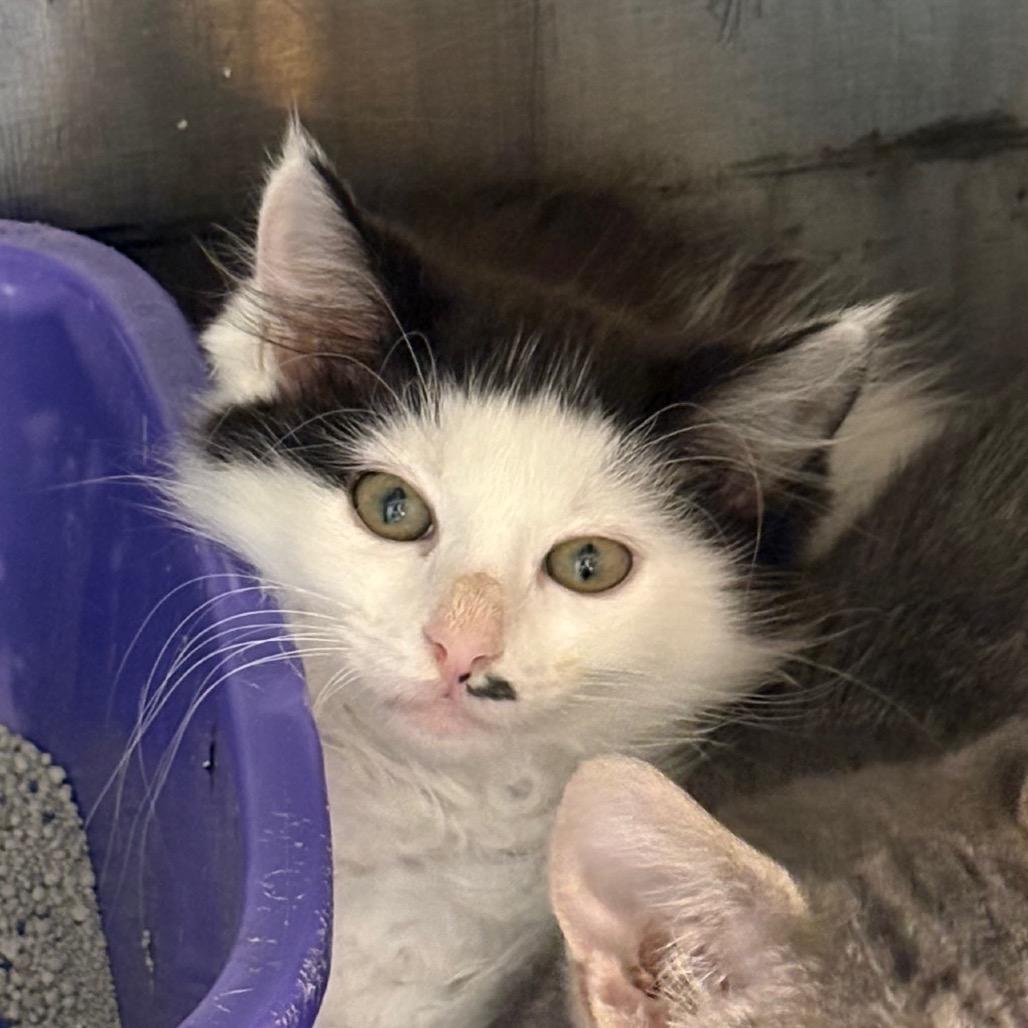 Fauna, Adoptable, Kitten Female Domestic Medium Hair.