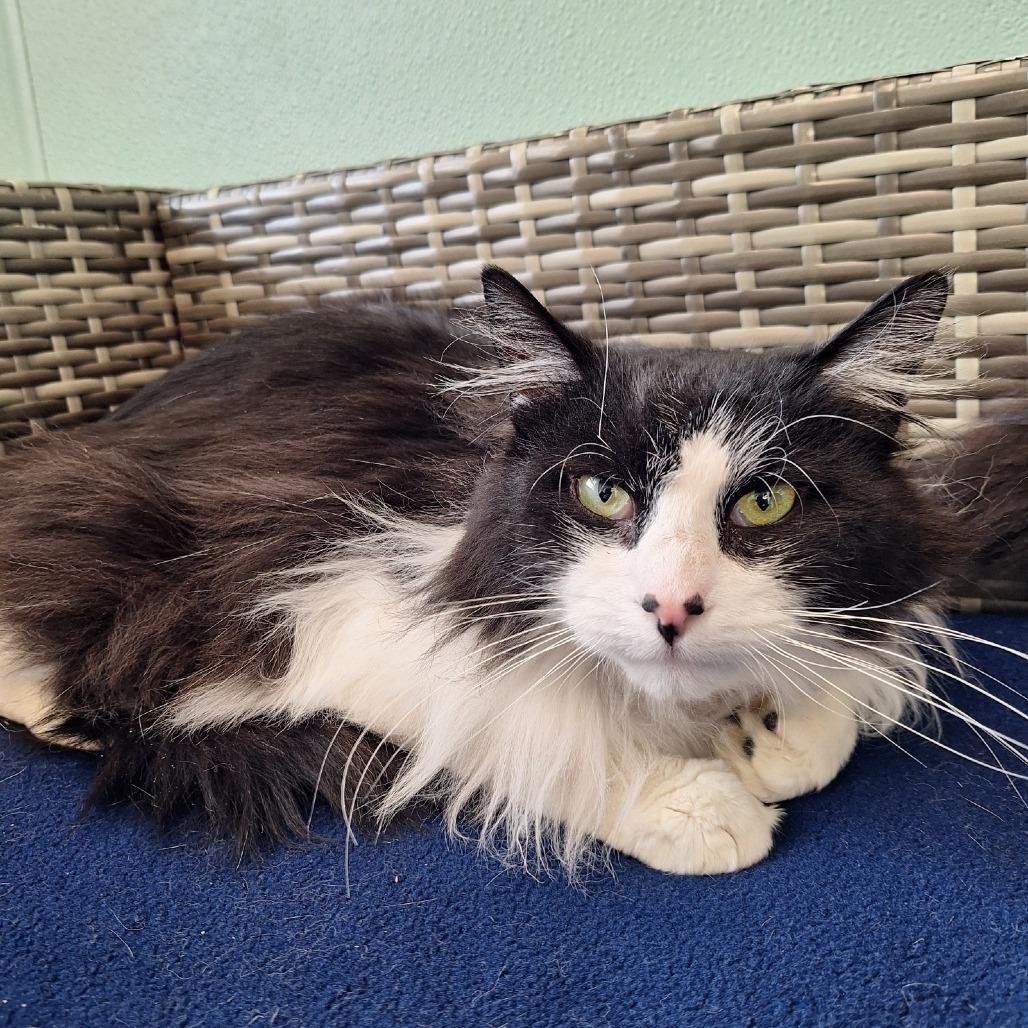 Flash, Adoptable, Young Male Domestic Long Hair.