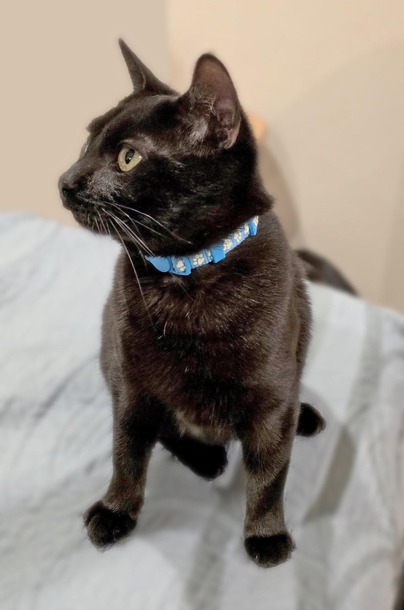 Enlarge Azule, a Adopted mixed breed in Laguna Niguel, CA image 2/3