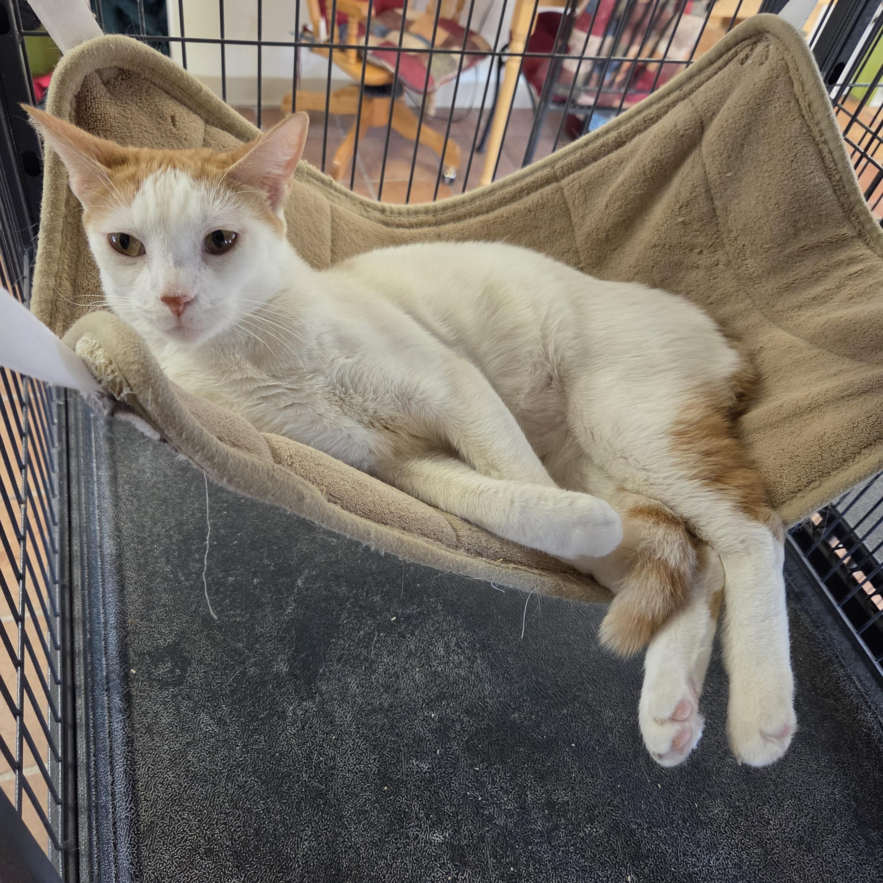 Piper, ADOPTABLE, Adult Male Domestic Short Hair.