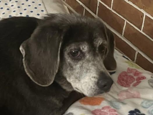 Gracie