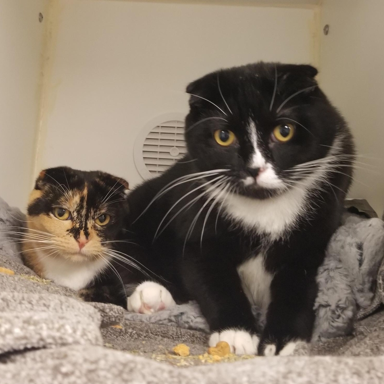 Rome and Ray, an adopted mixed breed in Bellingham, WA image 2/4