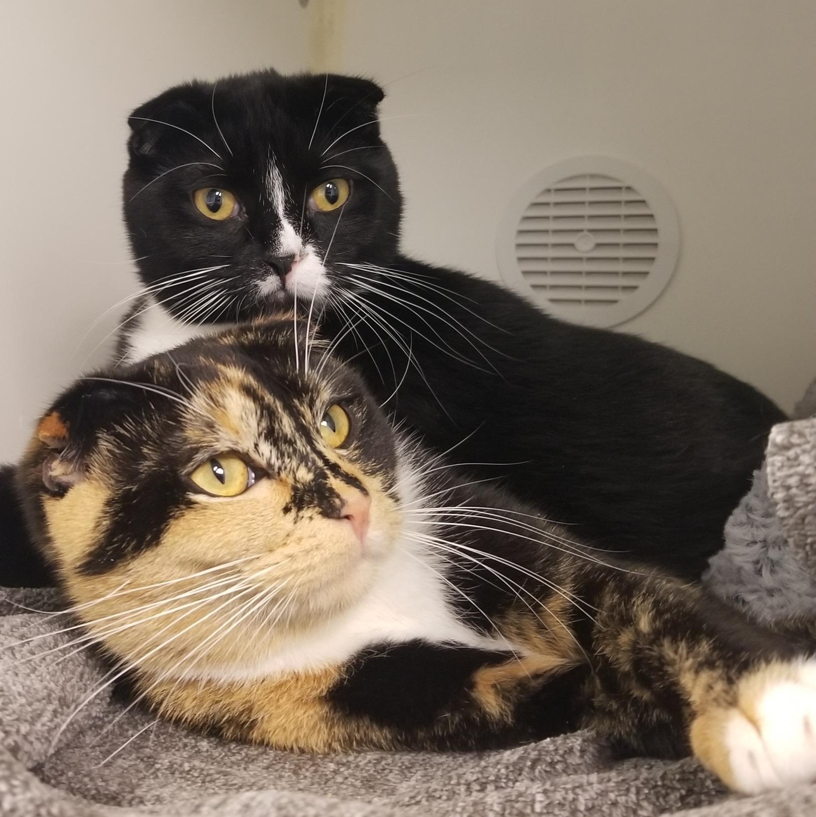 Rome and Ray, adopted, Young Male Scottish Fold.