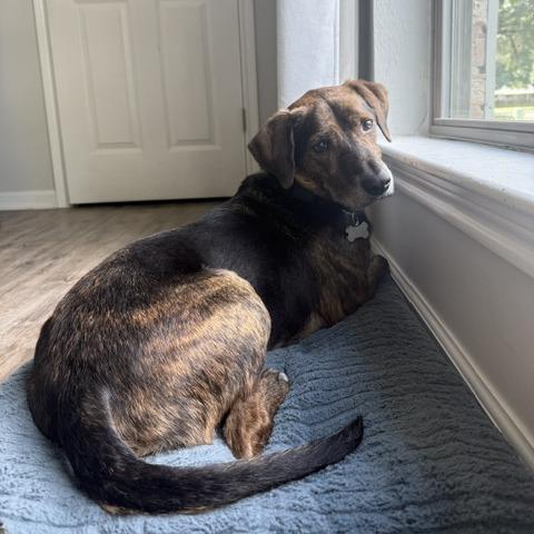 Tony The Tiger, Adoptable, Adult Male Hound.