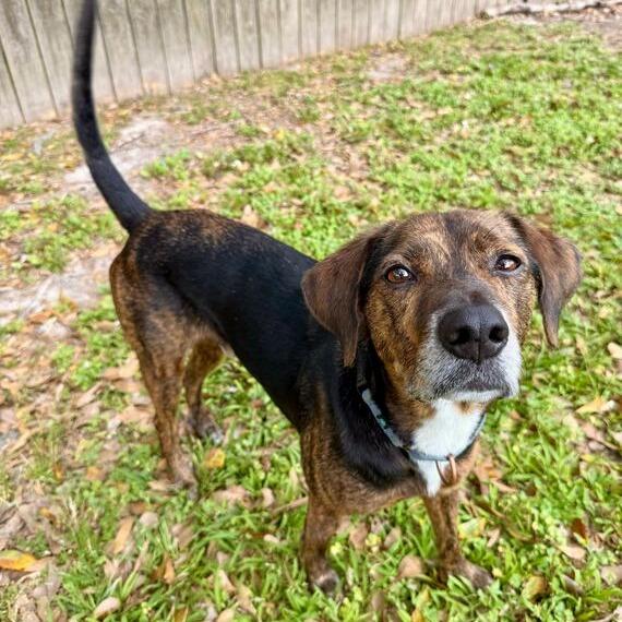 Tony The Tiger, Adoptable, Adult Male Hound.
