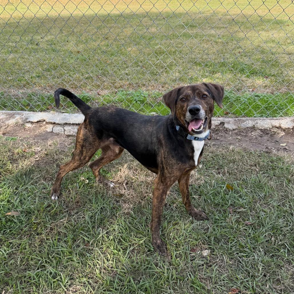 Enlarge Tony The Tiger, a Adoptable Hound in Carencro, LA image 2/6