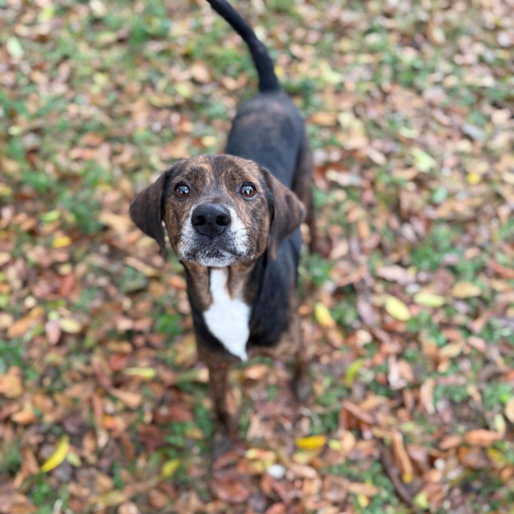 Enlarge Tony The Tiger, a Adoptable Hound in Carencro, LA image 3/6