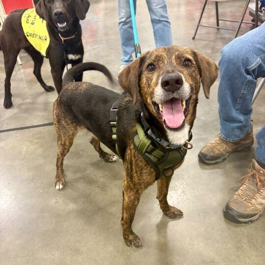 Enlarge Tony The Tiger, a Adoptable Hound in Carencro, LA image 4/6