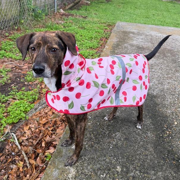 Enlarge Tony The Tiger, a Adoptable Hound in Carencro, LA image 5/6