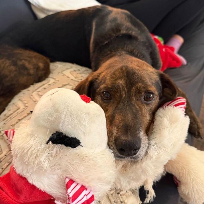 Enlarge Tony The Tiger, a Adoptable Hound in Carencro, LA image 6/6